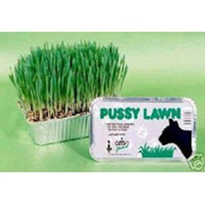 Pussy Lawn Natural Indoor Grass